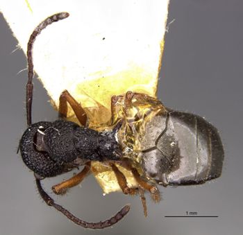 Media type: image;   Entomology 21230 Aspect: habitus dorsal view